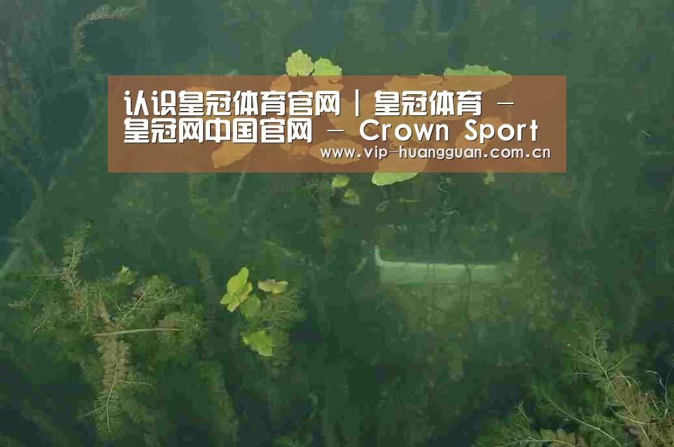 案例展示三